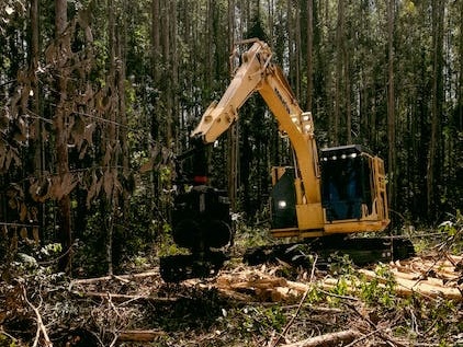 Tree removal